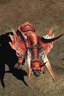 Splinter Wolf